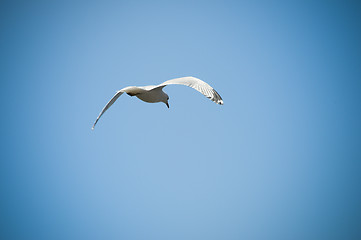 Image showing Flying Bird