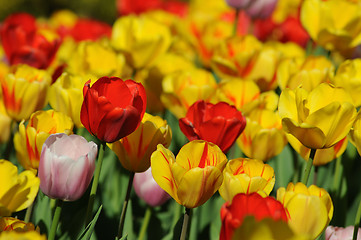 Image showing Beautiful tulips