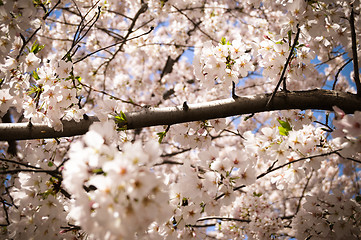 Image showing Cherry Blossom