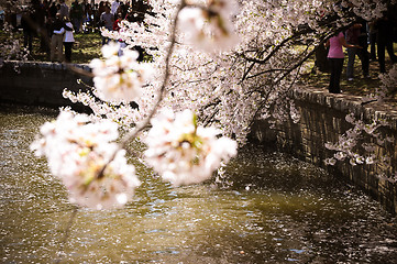 Image showing Cherry Blossom by Potomac river