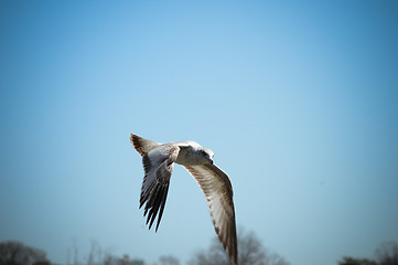 Image showing Flying Bird