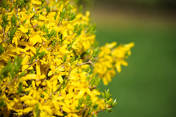 Image showing Yellow Flower in a garden 