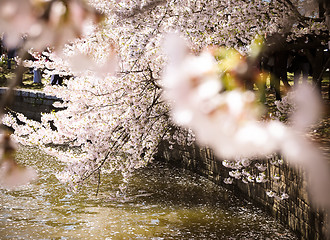 Image showing Cherry Blossom by Potomac river