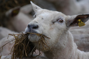 Image showing Eating Sheep