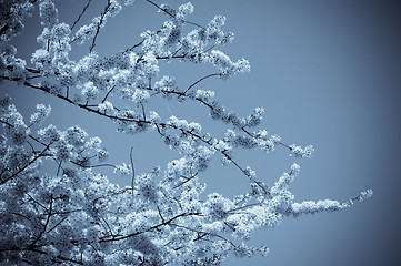 Image showing Cherry Blossom