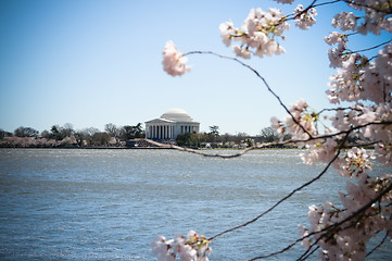 Image showing Jefferson Memorial Cherry Blossoms