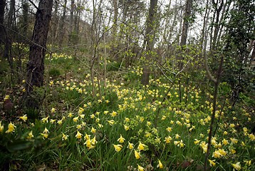 Image showing Daffodils