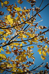 Image showing Leafs in fall