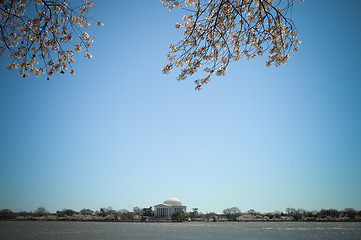 Image showing Jefferson Memorial Cherry Blossoms