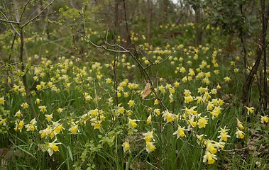 Image showing Daffodils