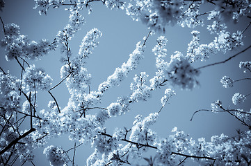 Image showing Cherry Blossom