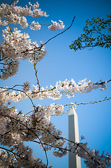 Image showing Washington Monument and Cherry Blossoms