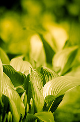 Image showing fresh spring leaves