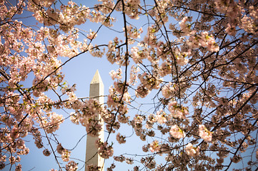 Image showing Washington Monument framed by cherry blossom