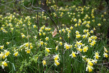 Image showing Daffodils