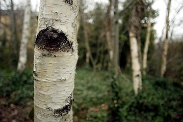 Image showing Silver Birch