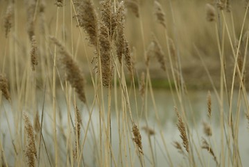 Image showing Wheat Field