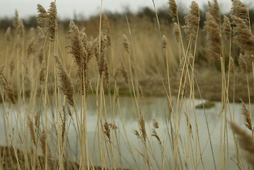 Image showing Wheat Field