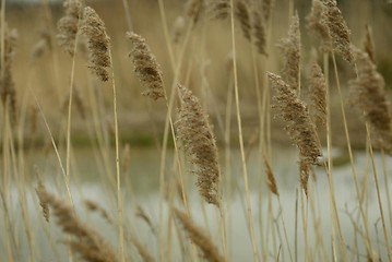 Image showing Wheat Field