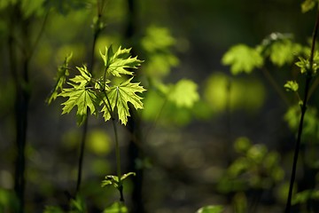 Image showing Leaves