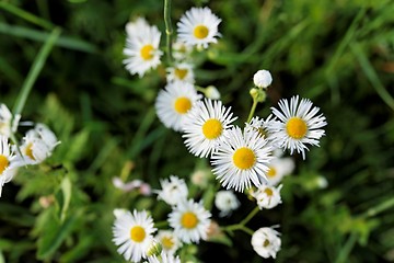 Image showing Flowers