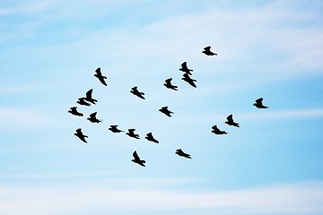 Image showing Birds