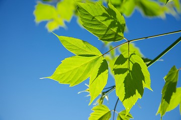 Image showing Leaves