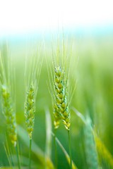 Image showing Wheat