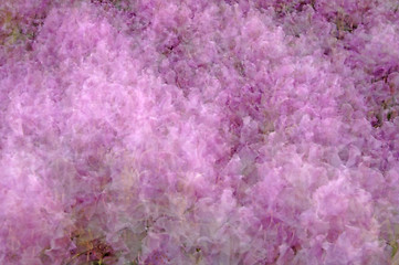 Image showing Flowers-Rhododendron Abstract Multiple Exposure, 12MP camera