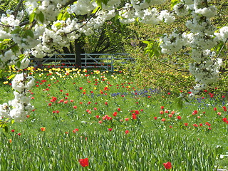 Image showing Field with tulips