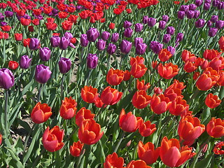 Image showing Tulips