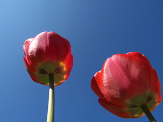 Image showing Tulips