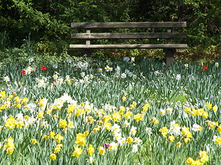 Image showing Bench in a field of flowers