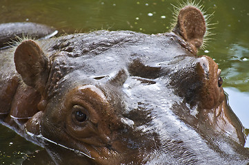 Image showing Hippo