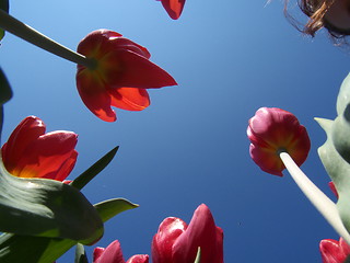 Image showing Tulips