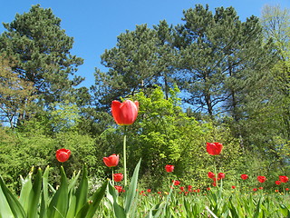 Image showing Field with tulips