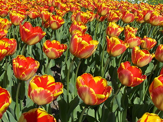 Image showing Tulips