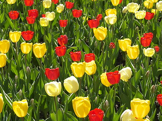 Image showing Tulips