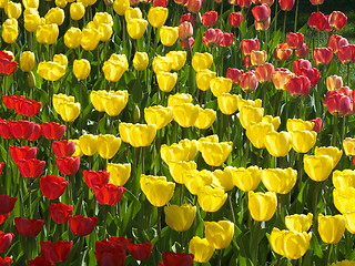 Image showing Tulips