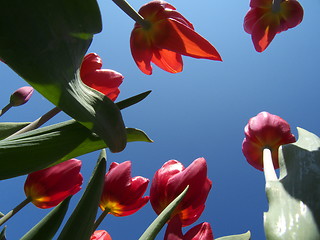 Image showing Tulips