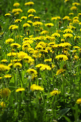 Image showing Dandelions