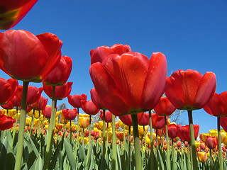 Image showing Tulips