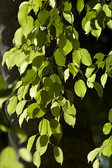 Image showing leaves