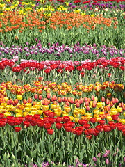 Image showing Tulips