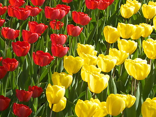 Image showing Tulips