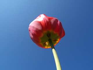 Image showing Tulips