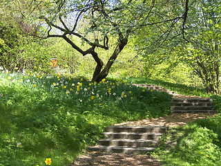 Image showing Garden in spring