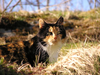 Image showing Norwegian Forest Cat