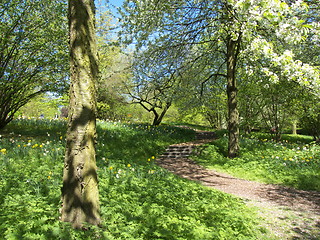 Image showing Garden in spring