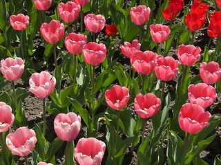 Image showing Tulips